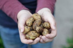 Kartoflerne i spand blev ynkeligt glemt da de først kom ud i drivhuset.. Vi høstede dog lige i nærheden af 500 g - allerede d. 10 maj!